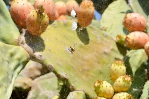 Pricky pears plantation Stock Photos