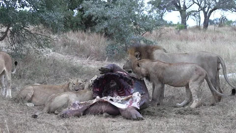 Pride of African Lions Devour Prey in Game Park Stock Footage 255551075