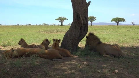 Pride of African lions. Stock Footage