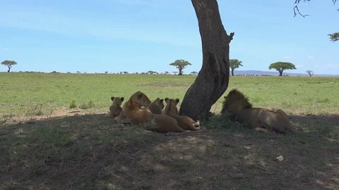 Pride of African lions. Stock Footage
