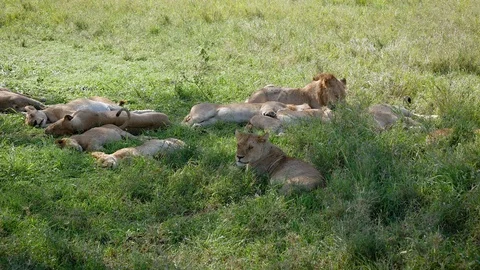 Pride Of African Wild Lions Lying And Resting In Shade Of Bushes To Escape Heat Stock-Footage 108397334