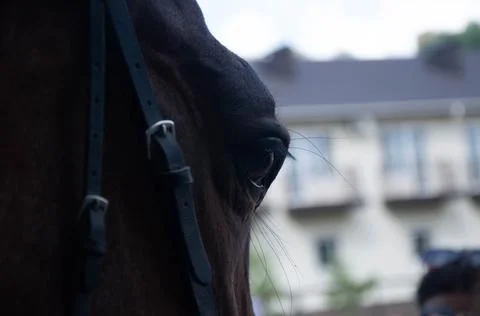 Pride and speed Stock Photos