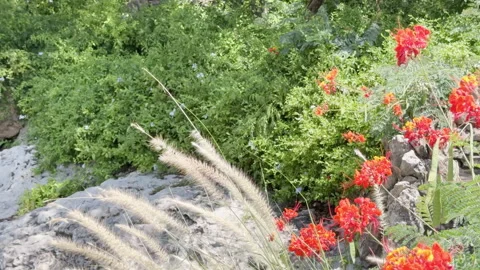 Pride of Barbados with Crimson grass sways gently among garden scene. Stock Footage 344906441