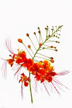 Pride of barbados flower Stock Photos