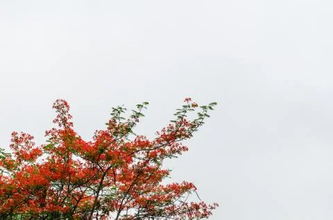 Pride of barbados Stock Photos