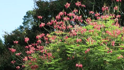 Pride of Barbados shrub Video stock 344689329