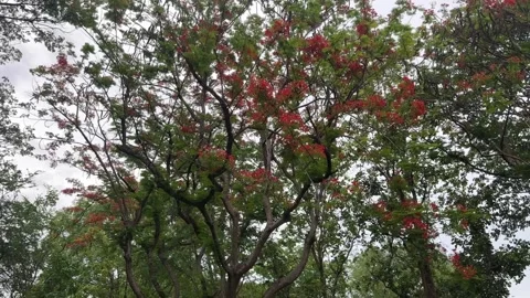 Pride of Barbados trees blooming with red flowers and green foliage Stock Footage 313475926