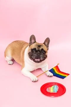 Pride dog Fotos Stock