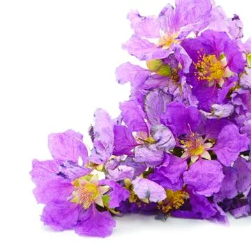 Pride of india Stock Photos