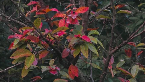 Pride of India tree Stock Footage 163480946