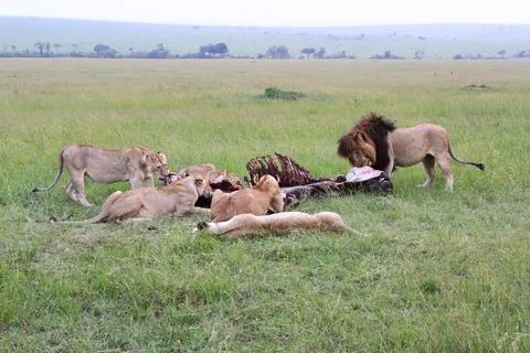 Pride of a Lion with black mane and five lionesses feeding on a buffalo carcass Stock Photos