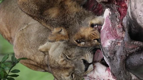 Pride of lion making a kill Stock Footage 310870985