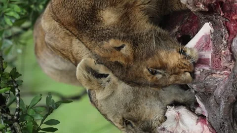 Pride of lion making a kill Stock Footage 310870993