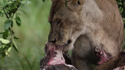 Pride of lion making a kill Stock Footage 310870995