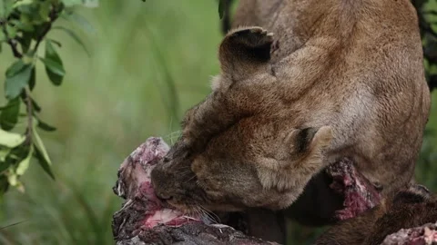 Pride of lion making a kill Stock Footage 310870996