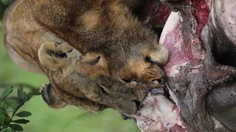 Pride of lion making a kill Stock Footage 310871000