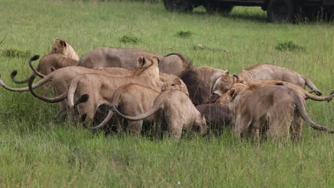 Pride of lion making a kill Stock Footage 310871291