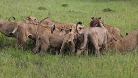 Pride of lion making a kill Stock Footage 310871619