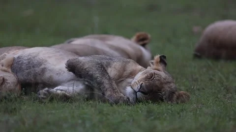 Pride of lion resting on grassland Stock Footage 310871016