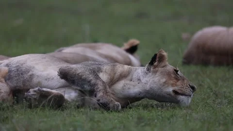 Pride of lion resting on grassland Stock Footage 310871024
