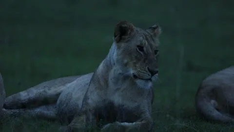 Pride of lion resting on grassland Stock Footage 310871043