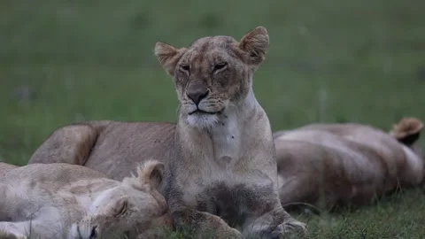 Pride of lion resting on grassland Stock Footage 310871044
