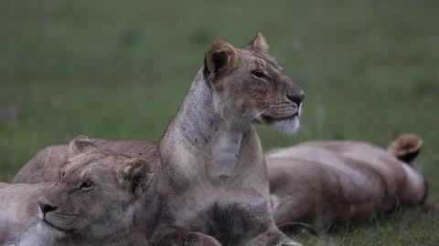 Pride of lion resting on grassland Stock Footage 310871045