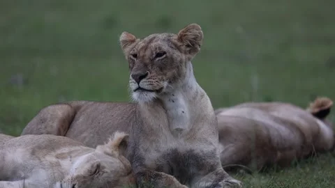 Pride of lion resting on grassland Stock Footage 310871052