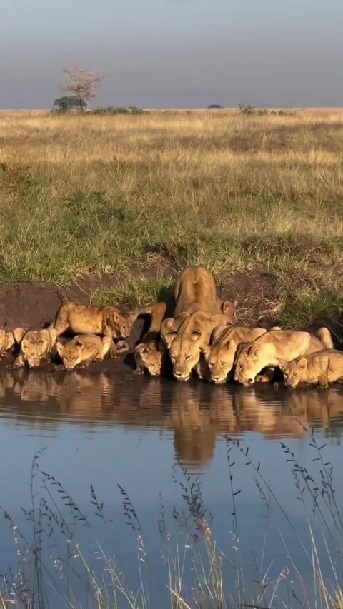 A pride of lions and cubs drinking water from a pond in the african savanna 스톡 동영상 335491541