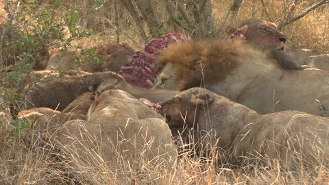 Pride of Lions Devouring Carcass in African Savannah Stock Footage 255550968