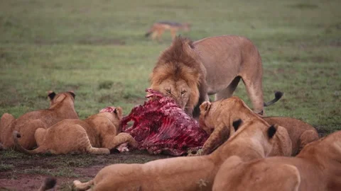Pride of lions devouring fresh carcass on safari on the Masai Mara Reserve Stock Footage 274467115