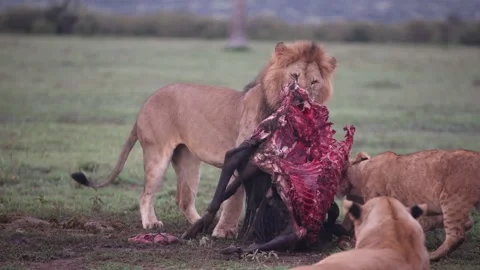 Pride of lions devouring a fresh kill on safari on the Masai Mara Reserve Stock Footage 274467182