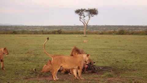 Pride of lions devouring a wildebeest kill on safari on the Masai Mara Stock Footage 274467173