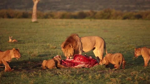 Pride of lions with dominant male devouring fresh kill on safari on the Stock Footage 274528486
