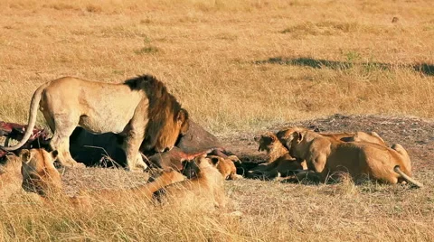 Pride of lions eating a pray in Masai Mara Stock Footage 54348317