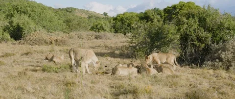 Pride of lions eating a wild hog in the African savanna Stock Footage 106287598