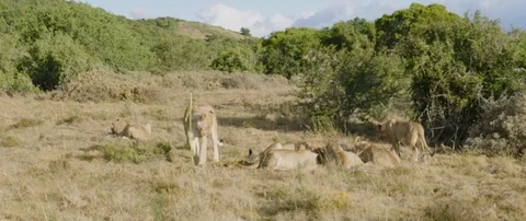 Pride of lions eating a wild hog in the African savanna Stock Footage 106287790