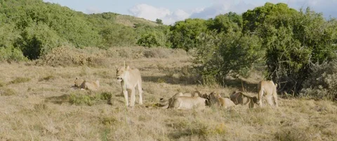 Pride of lions eating a wild hog in the African savanna Stock Footage 106287915