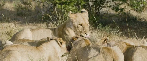 Pride of lions eating a wild hog in the African savanna Stock Footage 106289567