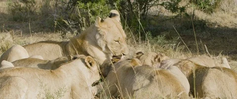 Pride of lions eating a wild hog in the African savanna Stock Footage 106289628