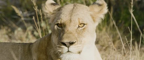 Pride of lions eating a wild hog in the African savanna Stock Footage 106289738