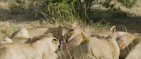 Pride of lions eating a wild hog in the African savanna Stock Footage 106289822