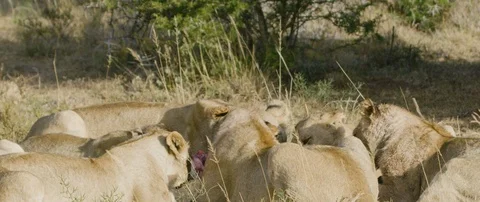 Pride of lions eating a wild hog in the African savanna Stock Footage 106289947