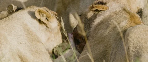 Pride of lions eating a wild hog in the African savanna Stock Footage 106290072