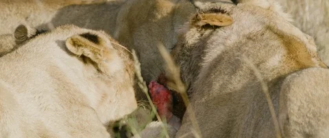 Pride of lions eating a wild hog in the African savanna Stock Footage 106290148