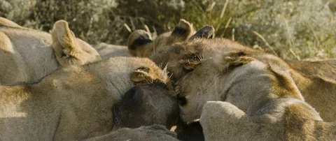 Pride of lions eating a wild hog in the African savanna Stock Footage 106290262