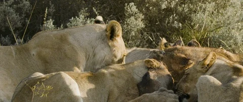 Pride of lions eating a wild hog in the African savanna Stock Footage 106290374