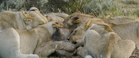 Pride of lions eating a wild hog in the African savanna Stock Footage 106290568