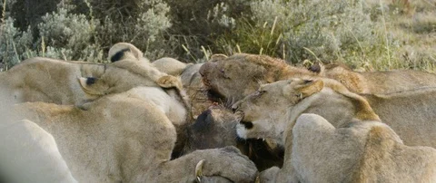Pride of lions eating a wild hog in the African savanna Stock Footage 106290678