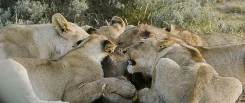 Pride of lions eating a wild hog in the African savanna Stock Footage 106290784